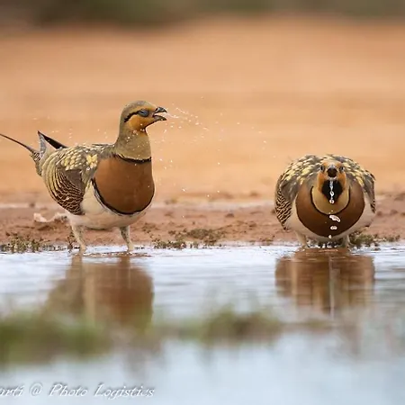 Rincon Del Cierzo * Lécera
